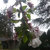 Aster thumbnail