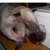 tafelkleed thumbnail