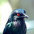 sharpbirdgf thumbnail