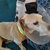 erniedoggie thumbnail