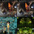 tomerlfc thumbnail