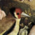 breebirb thumbnail
